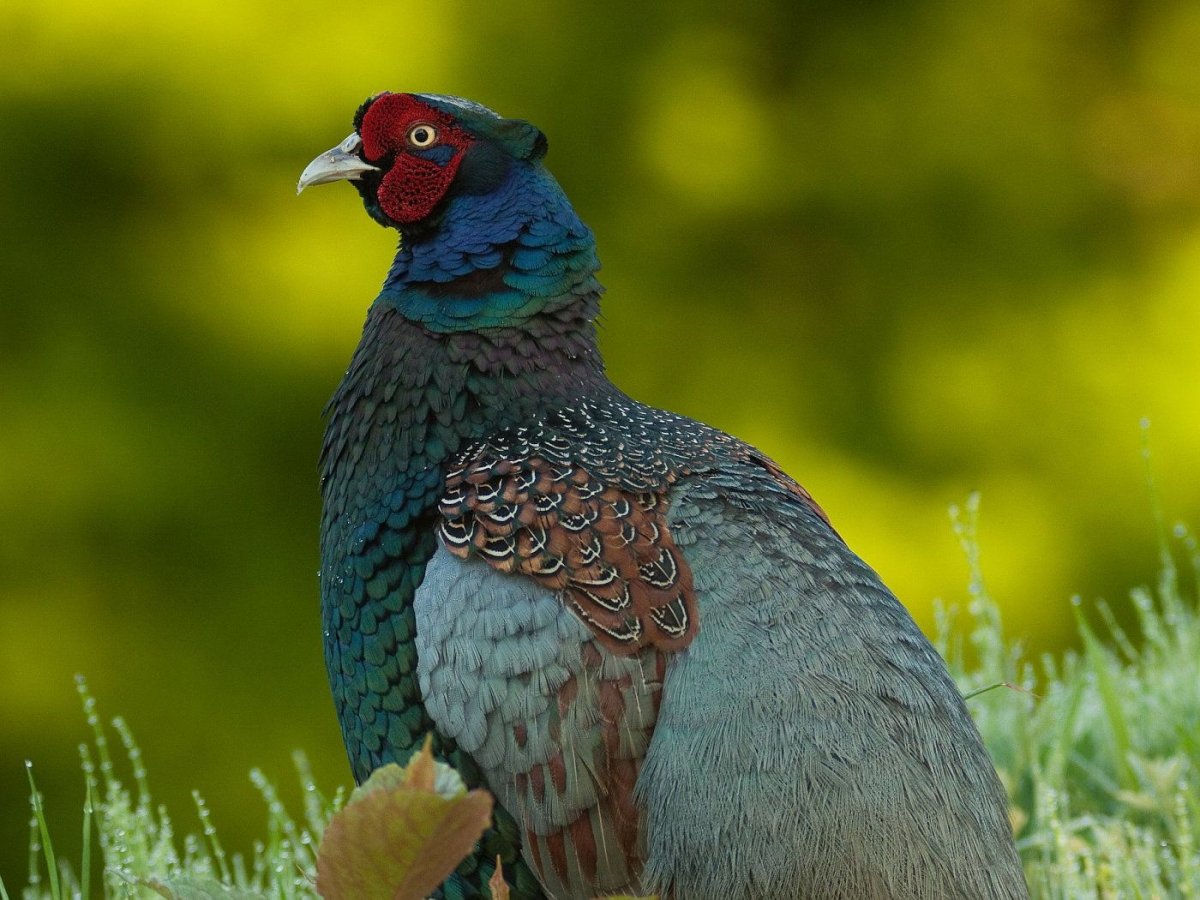 Фазан Кидзи