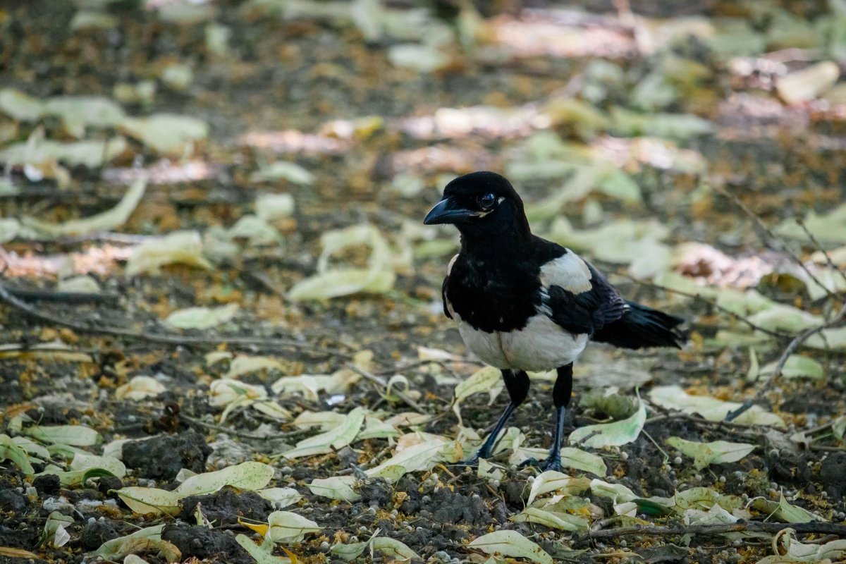 Горные птицы Грузии
