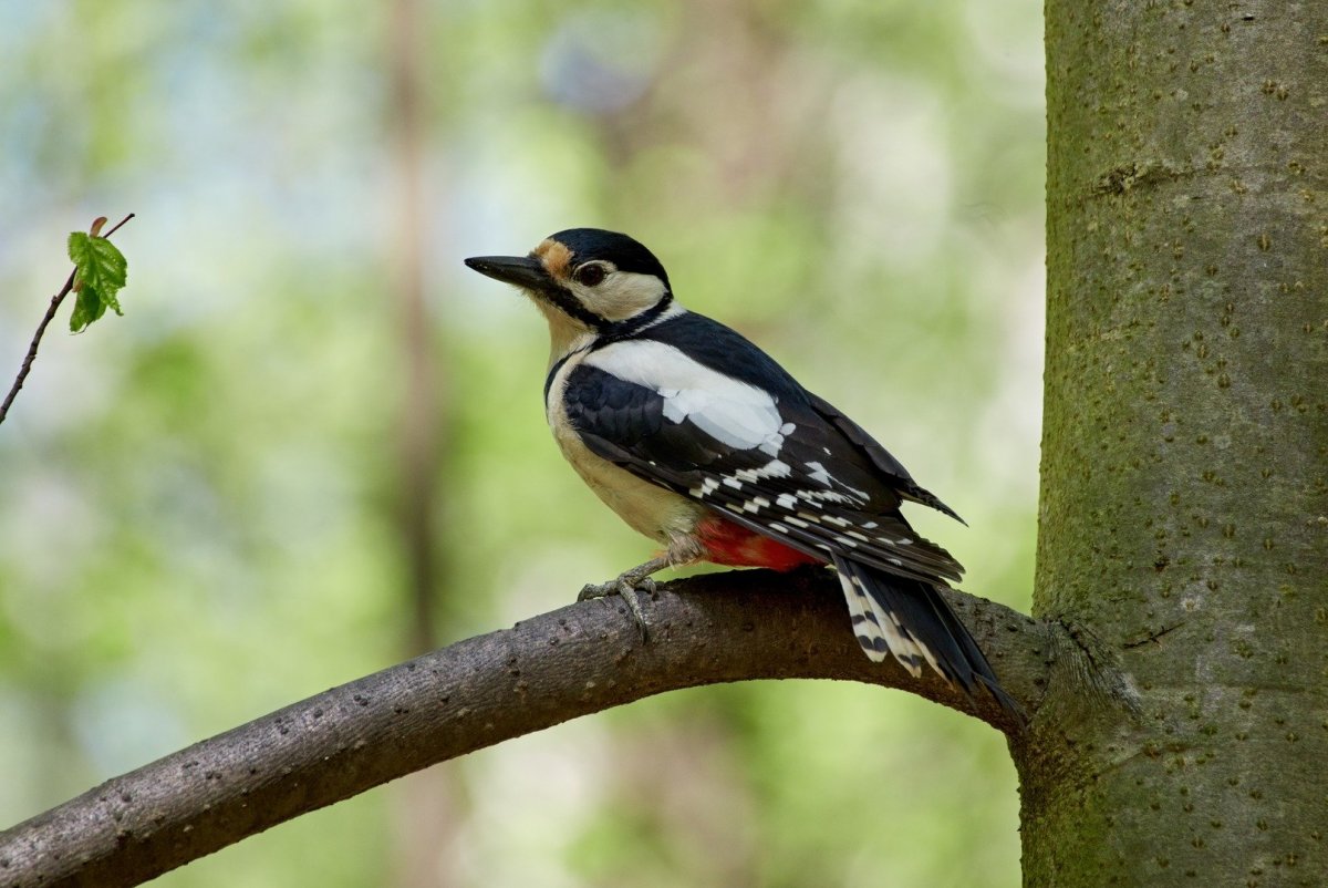 Павлин меланист