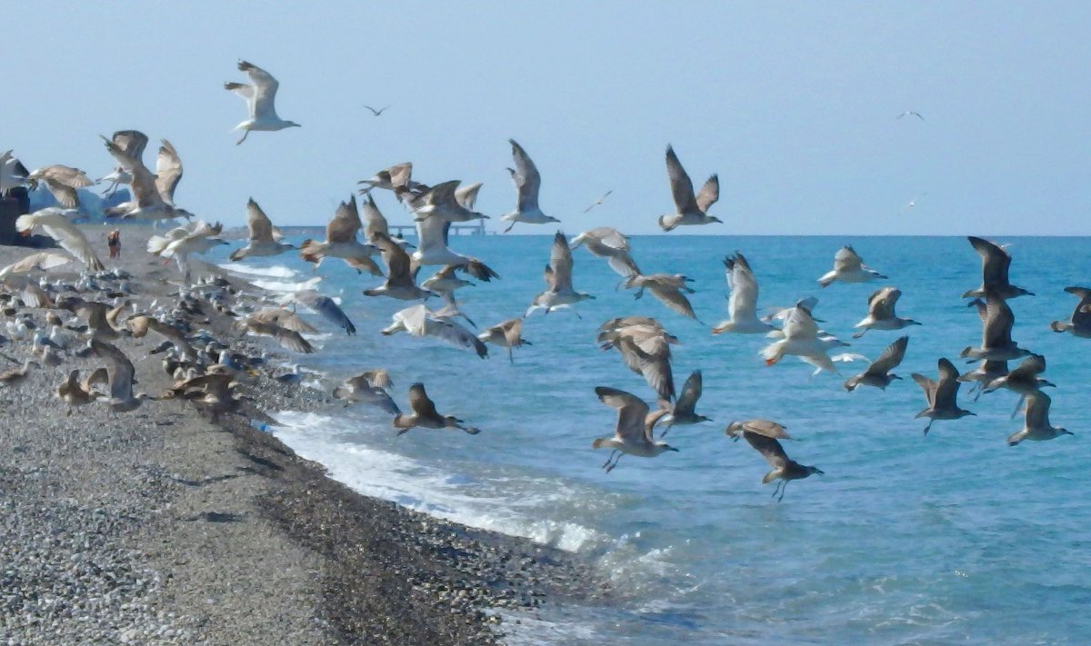 Голубое озеро Павлины Абхазия