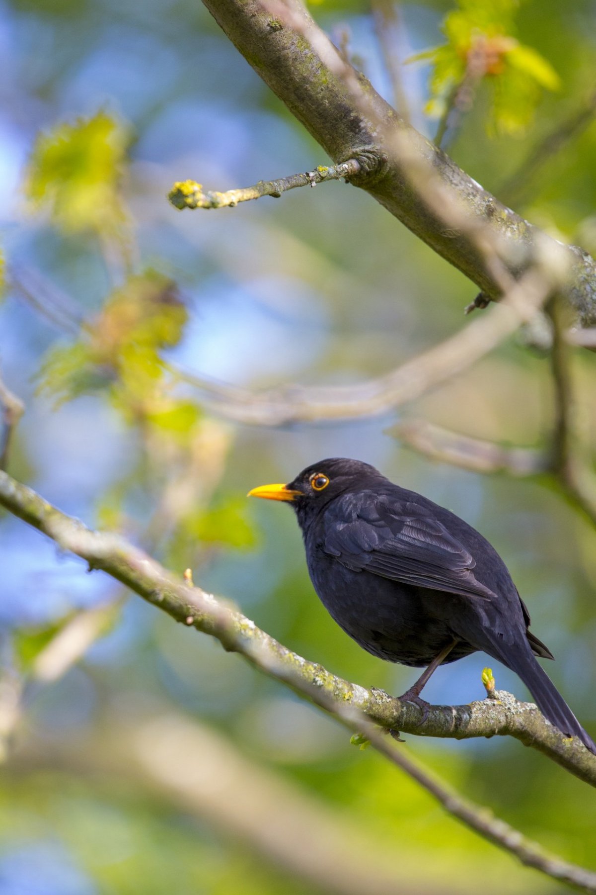 Морские птицы Абхазии