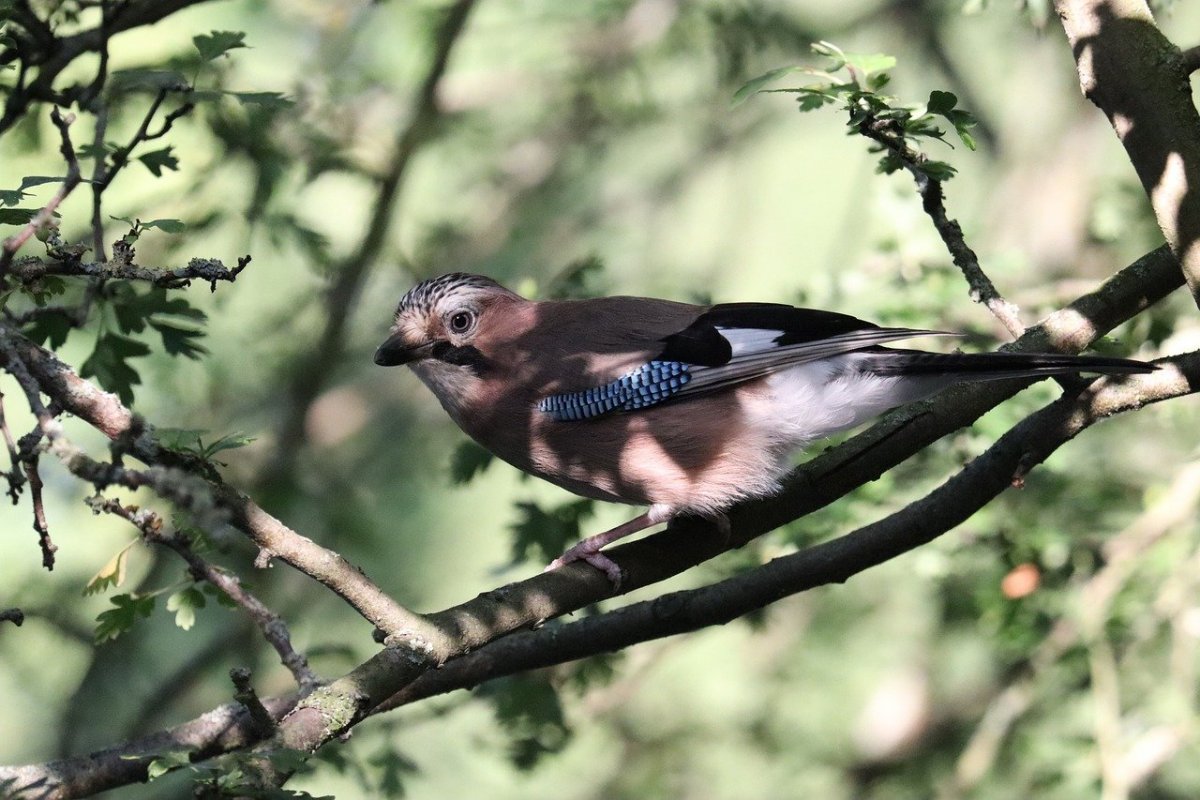 Птицы Абхазии