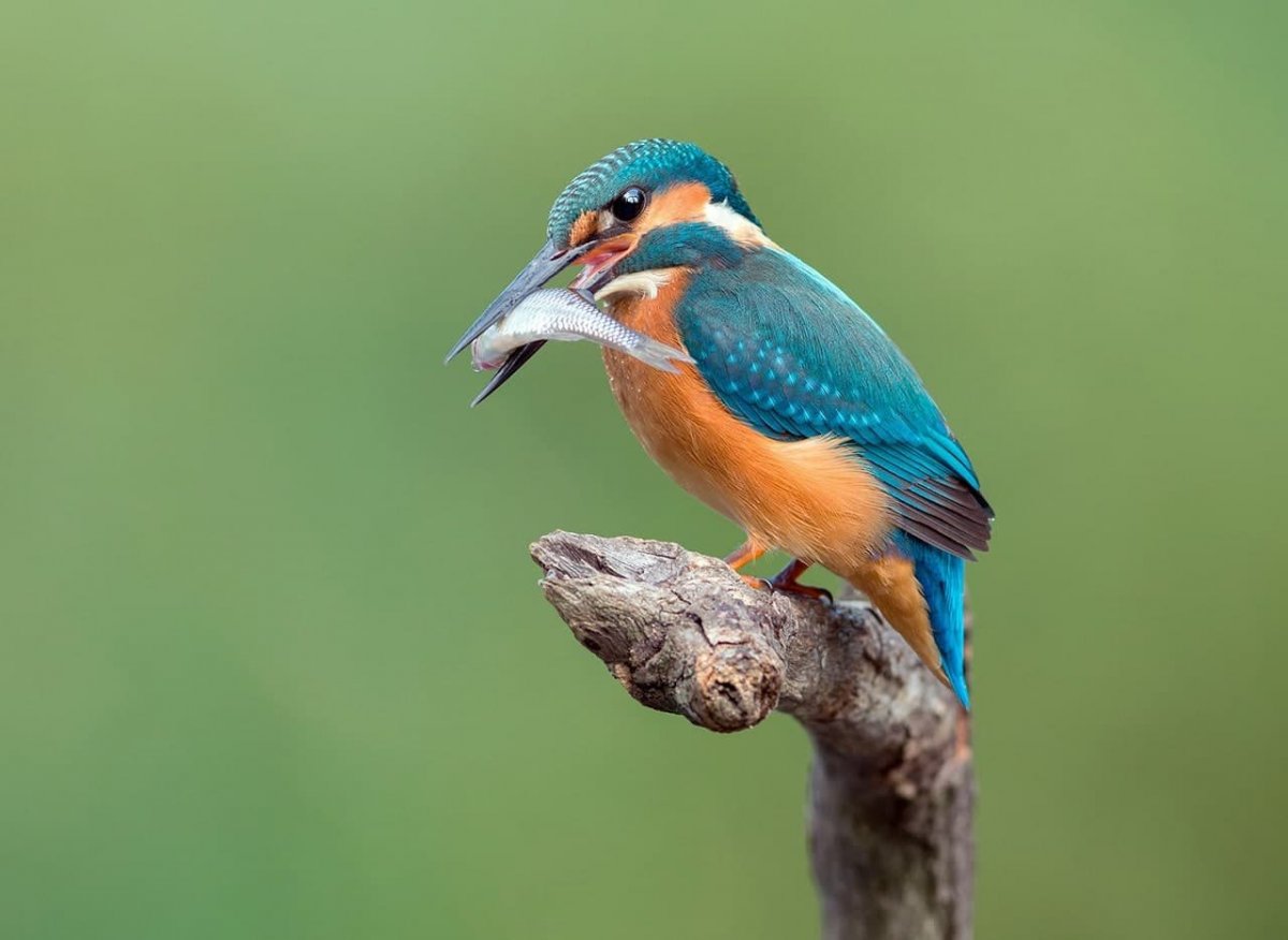 Животные птицы ягоды