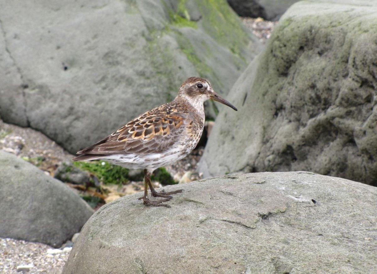 Божественная птица кетсаль