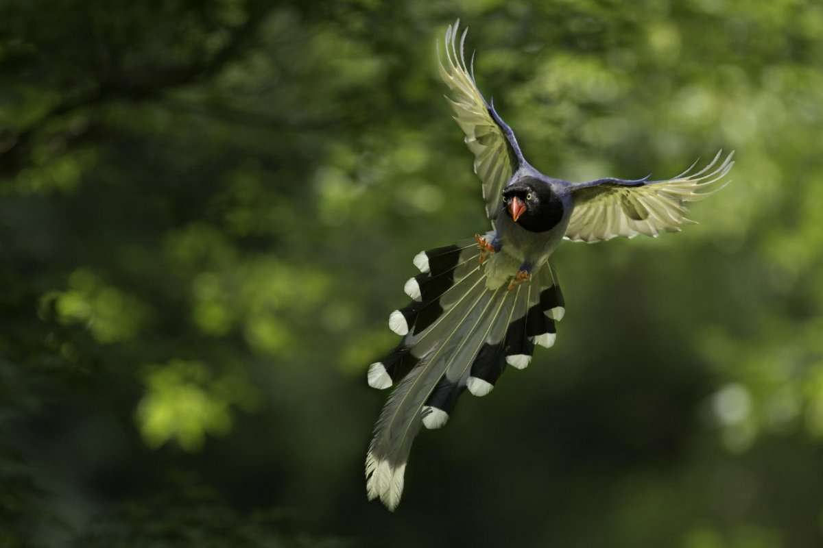 Морские птицы Абхазии