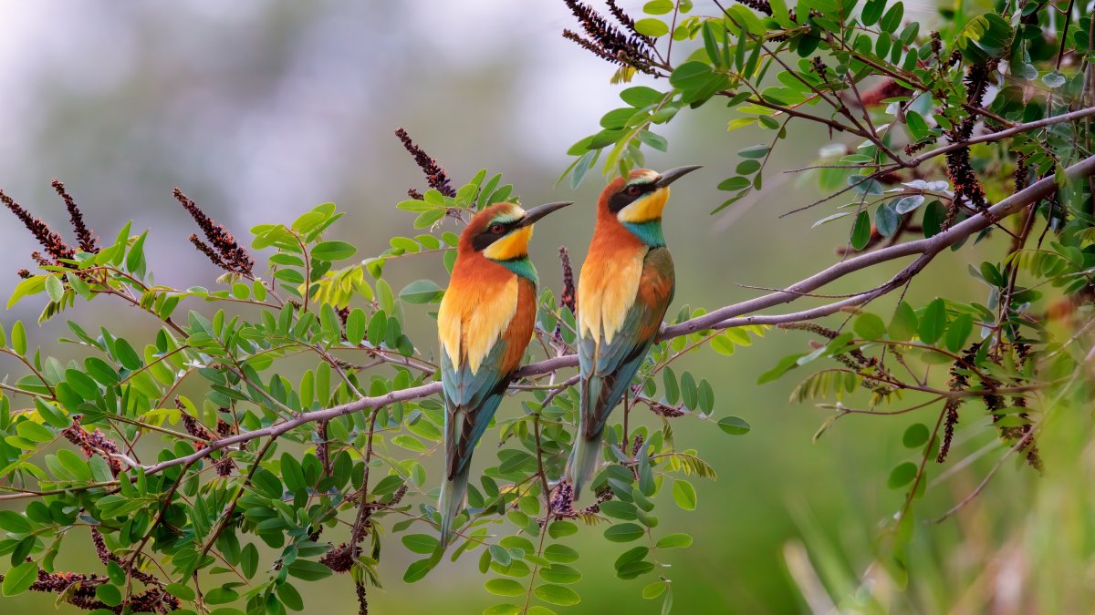 Обои с птичками