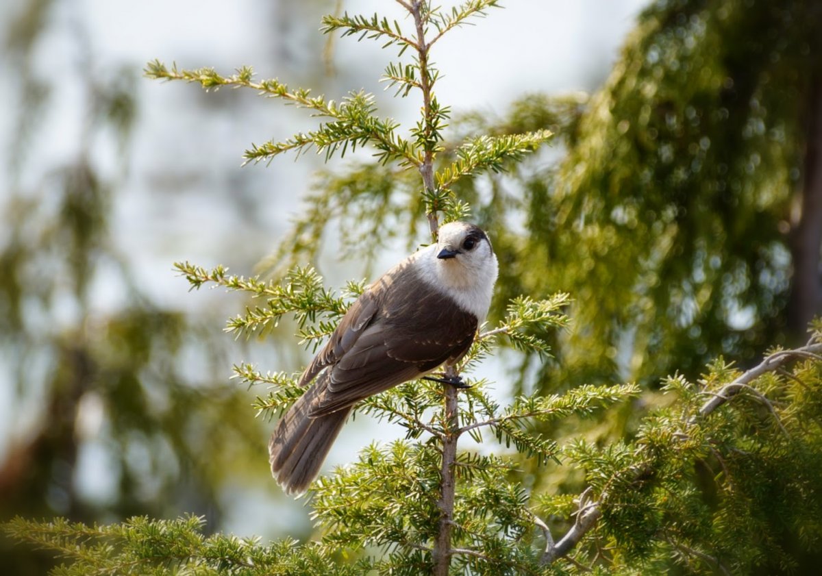 Птицы Зарянка Зяблик Дрозд