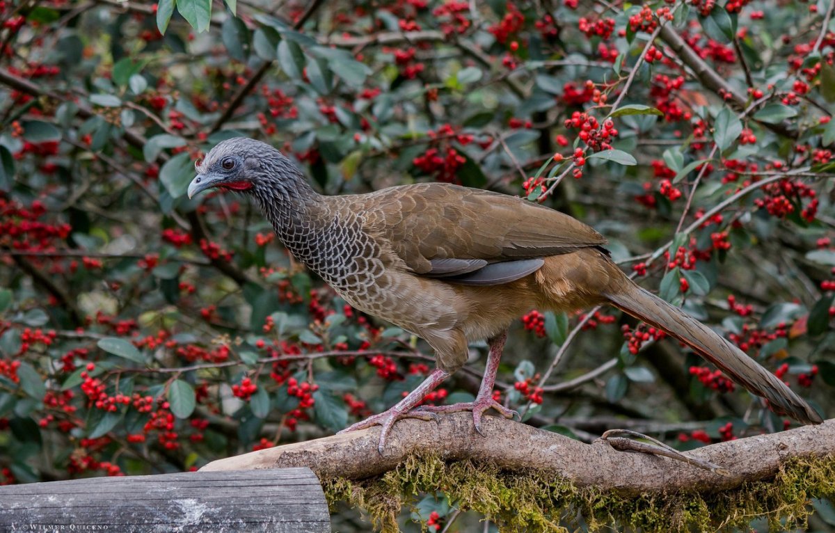 Певчие певчие птицы Крыма
