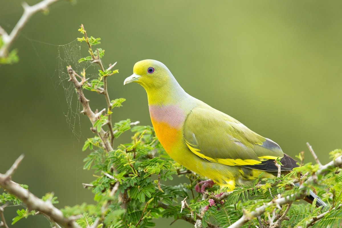 Японский зеленый голубь