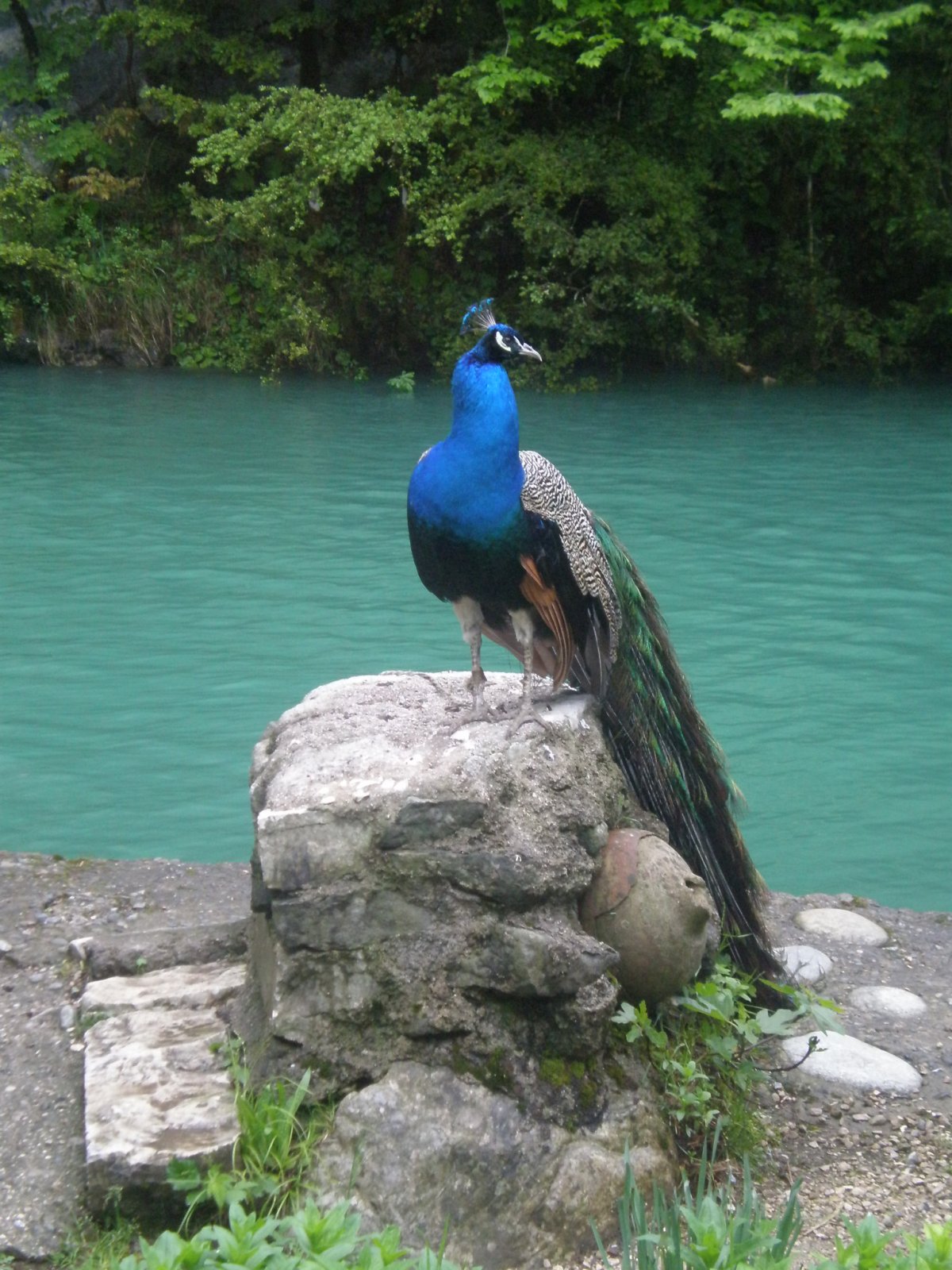 Птицы Атлантического океана