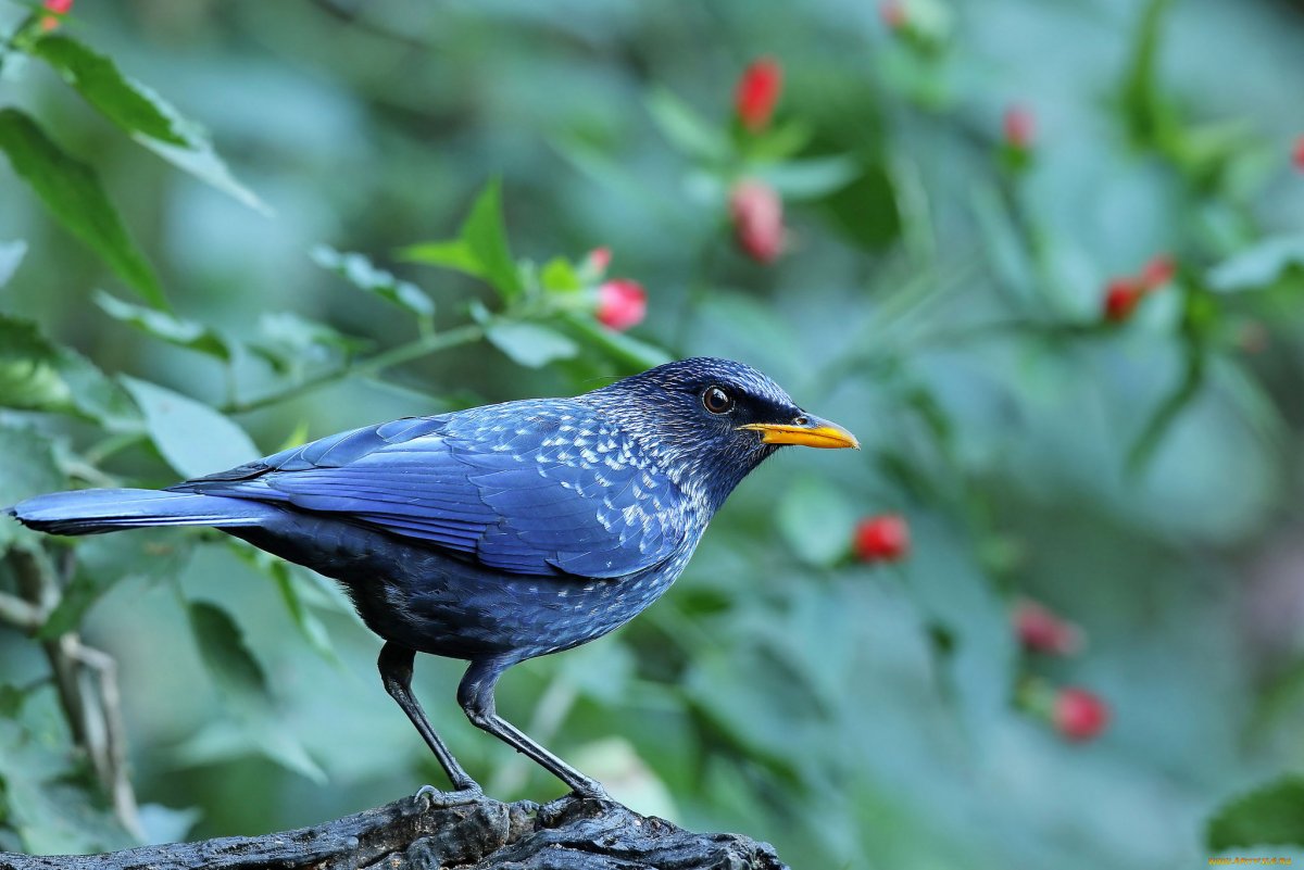Черный певчий Дрозд
