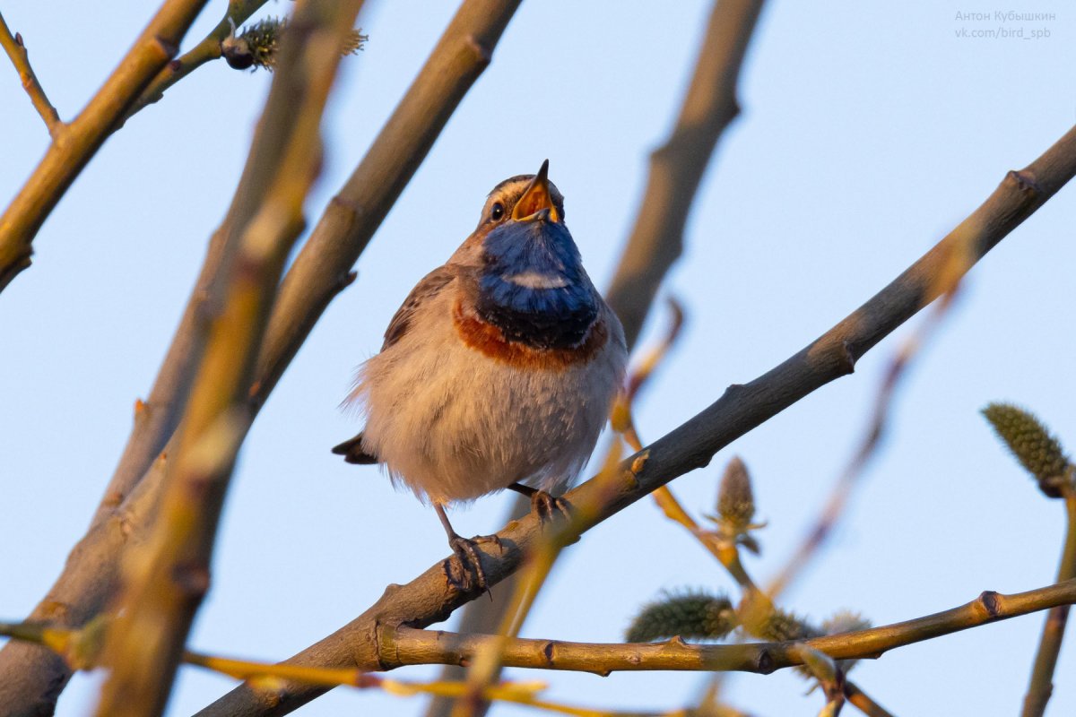 Водные птицы Шикотан