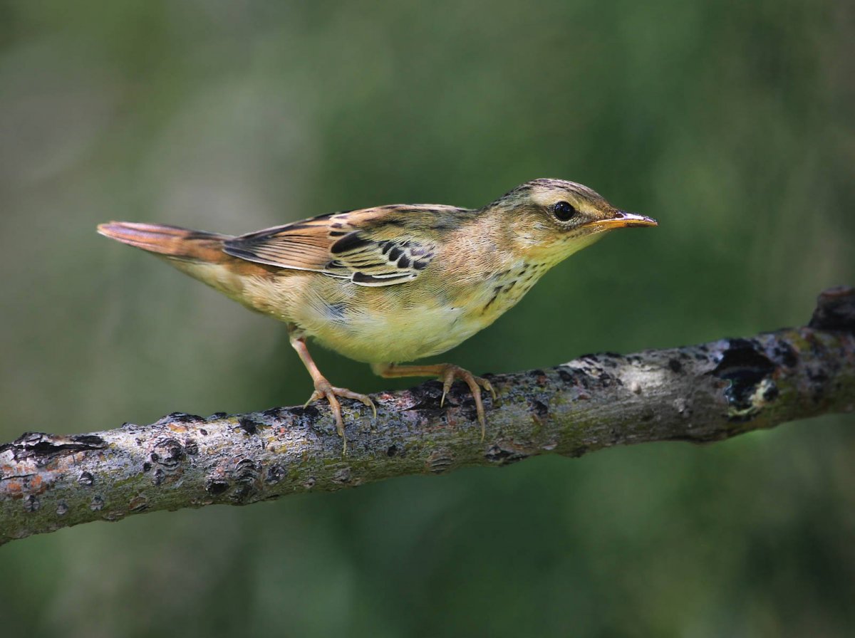 Зимородок в Воронежской области