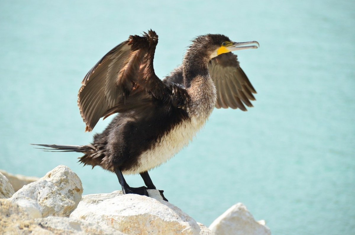 Озеро Рица голубое озеро Павлин