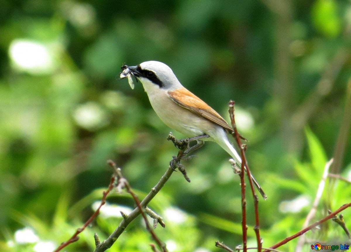 Ночные птицы в Абхазии