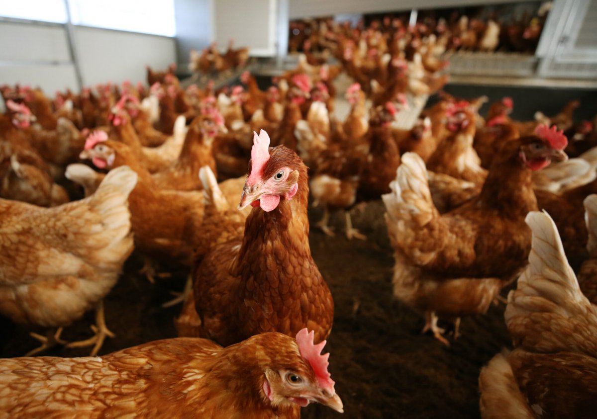 Порода куриц Браун фото