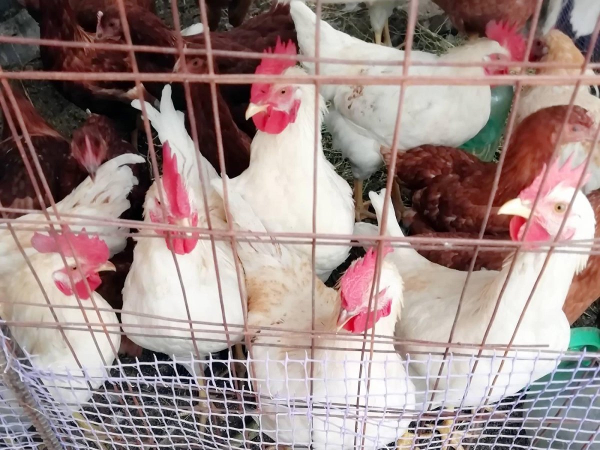 Молодые Петушки Хайсекс Браун