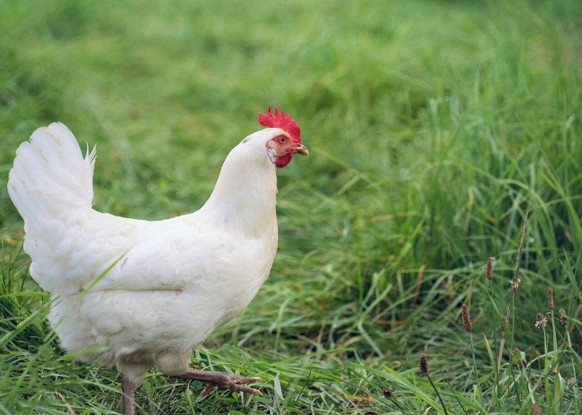 Курочки несушки голубые с коричневым картинки