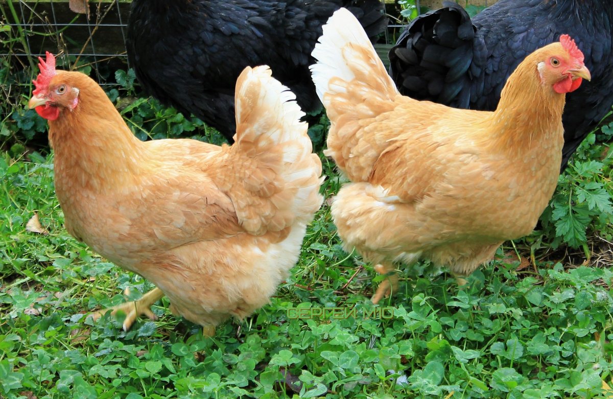 Альтштайнер куры