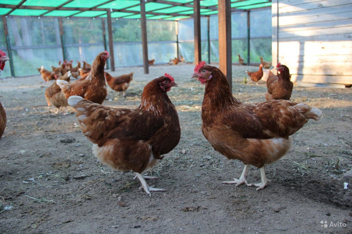 Курица Ломан Браун