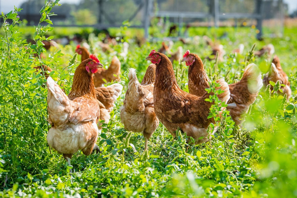 Порода кур Хайсекс