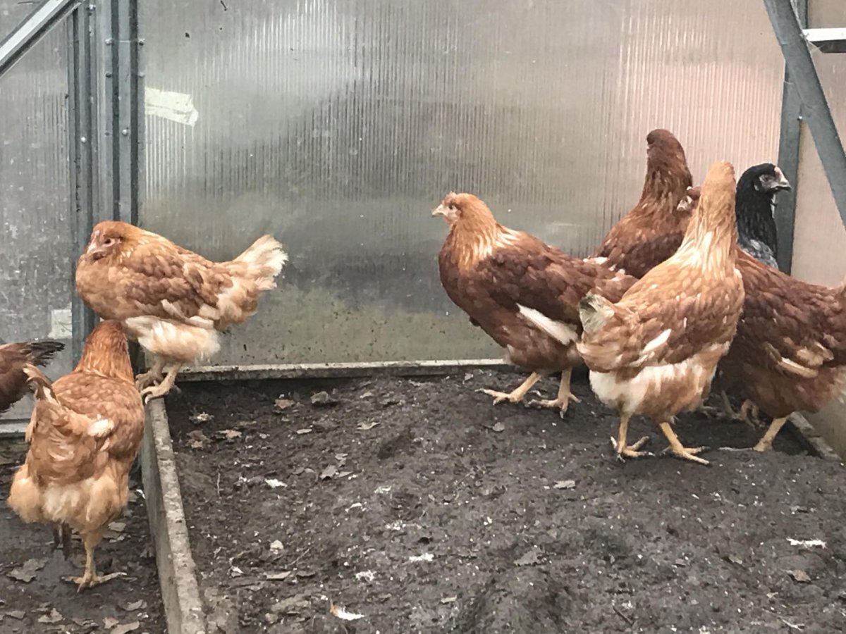 Куры молодки недорого в Кемле и Ичалках