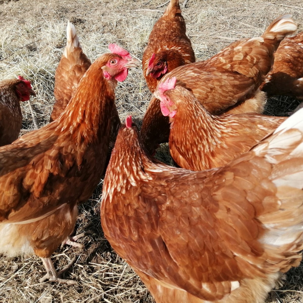 Куры несушки белые Леггорн