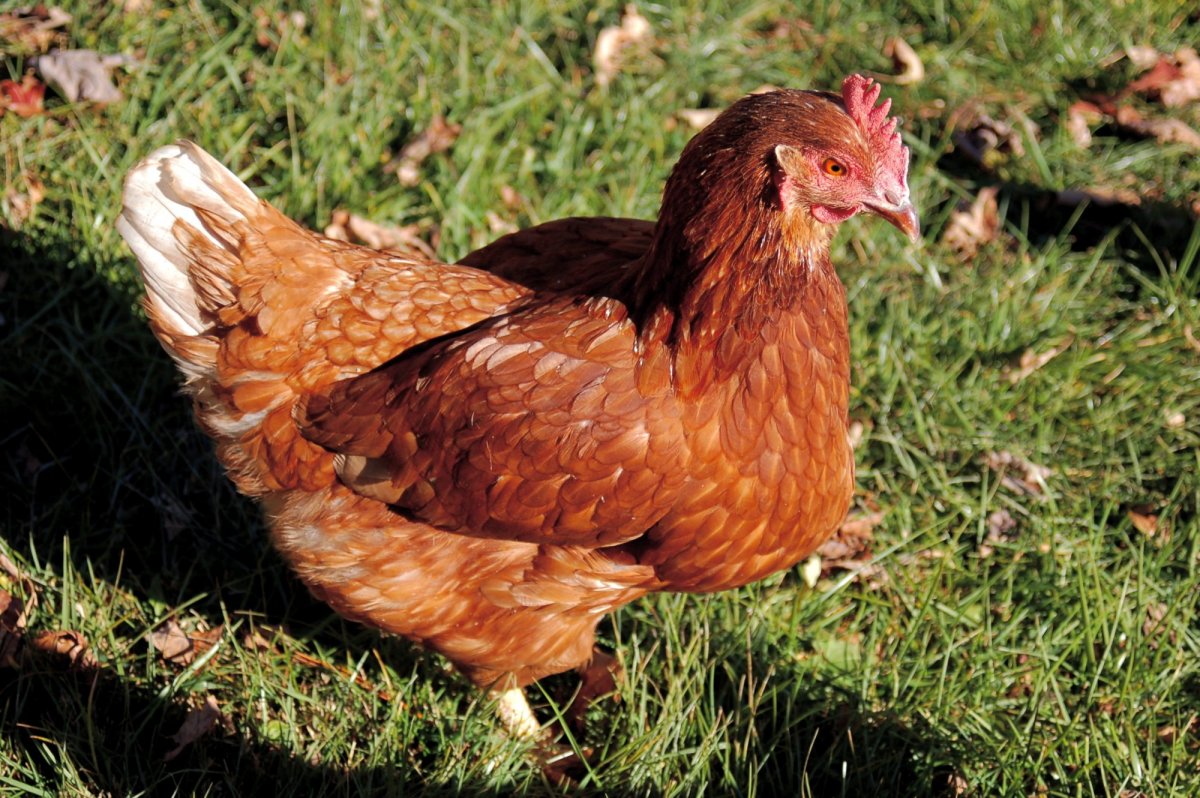 Куры Ломан Браун