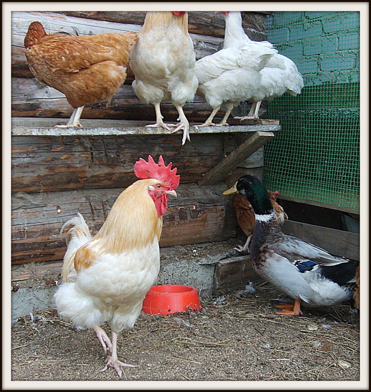 Ломан Браун