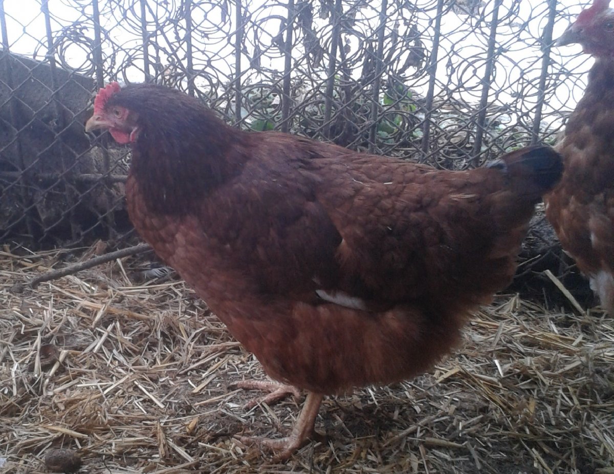 Куры с петухом