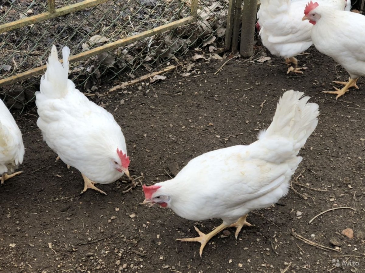Куры Хайсекс Уайт