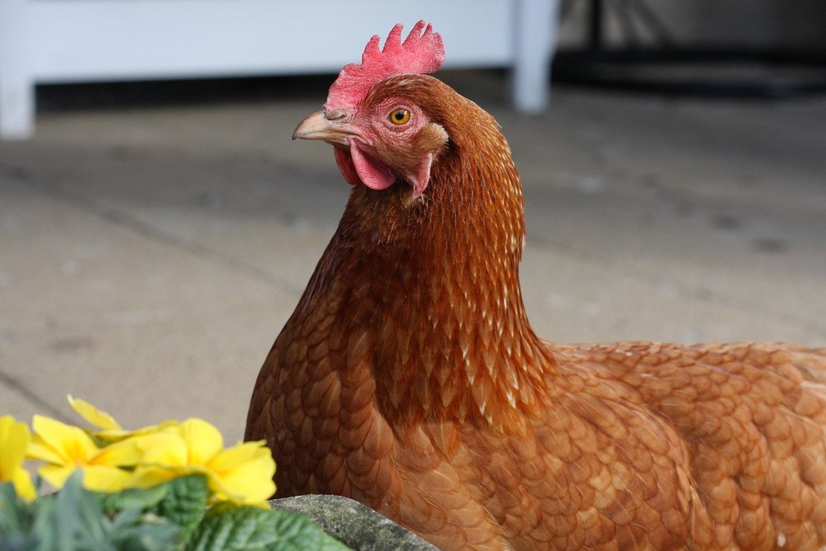 Красивые куры несушки