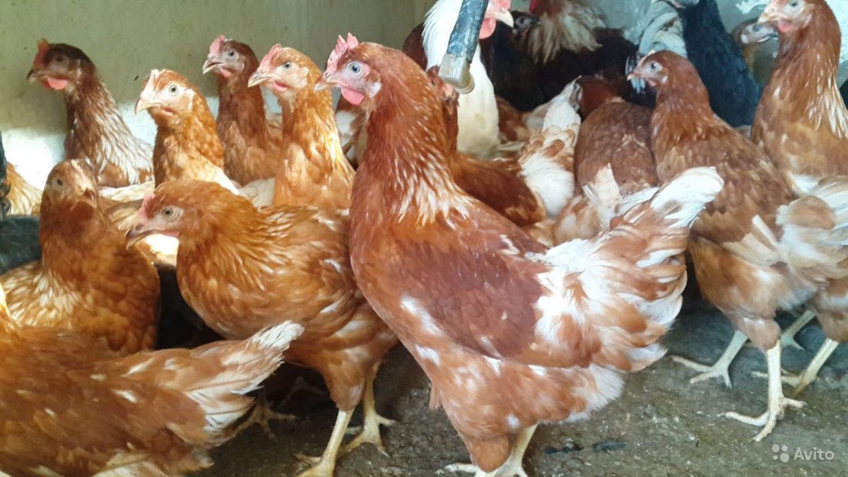 Куры несушки Хайсекс