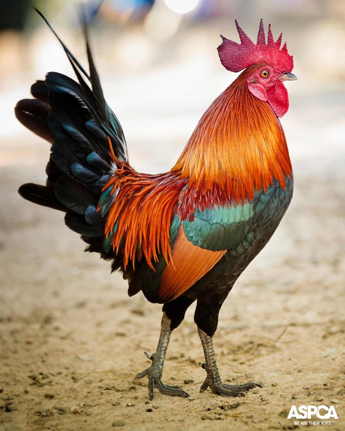 Феникс куры серебро