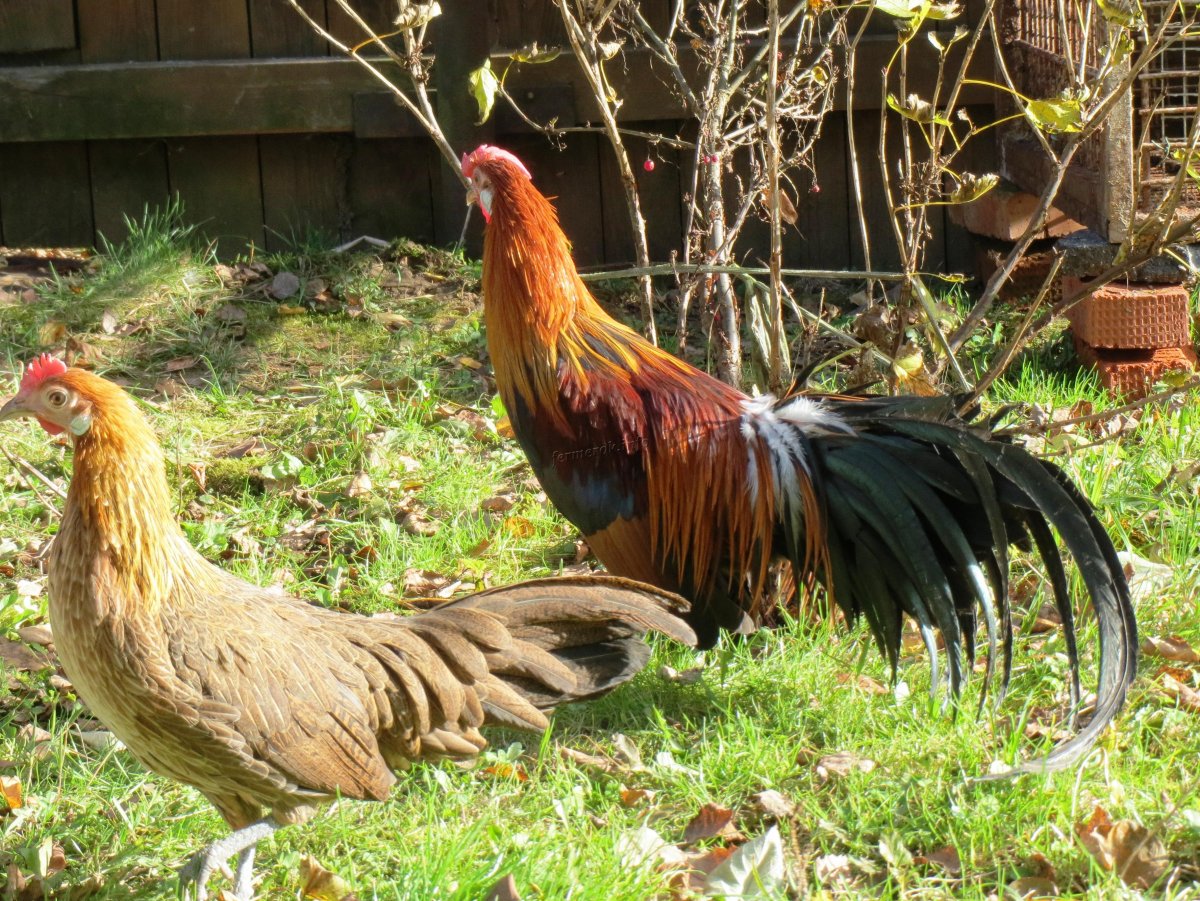 Куры породы Феникс