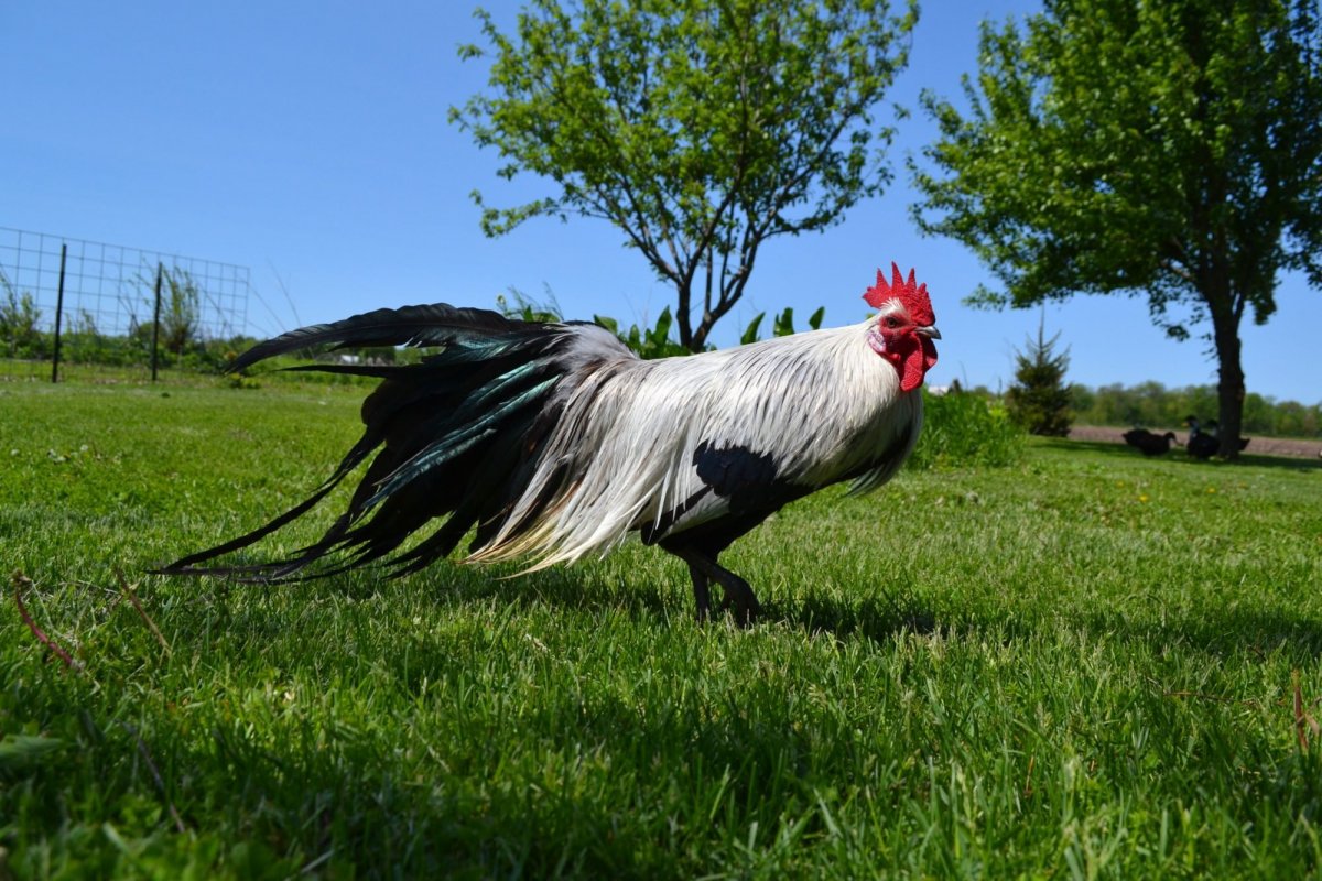 Феникс (порода кур)