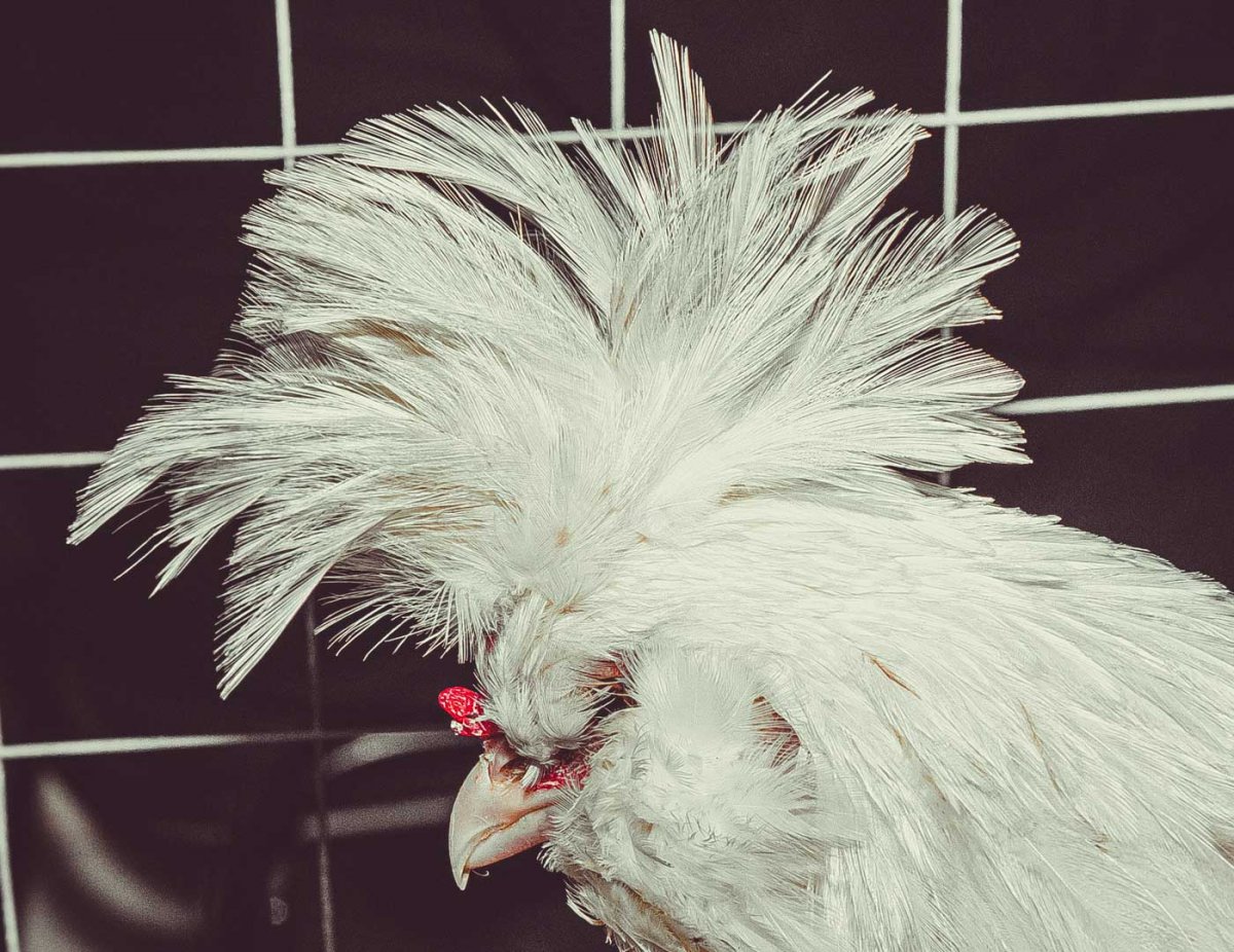 Монти Транчеллини куры