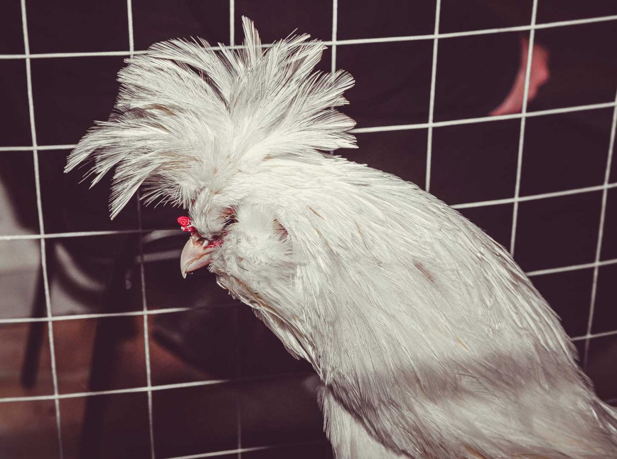 Куры Феникс