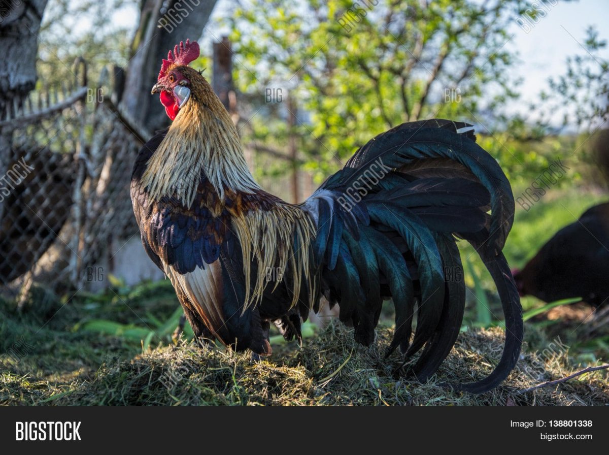 Породистые петухи
