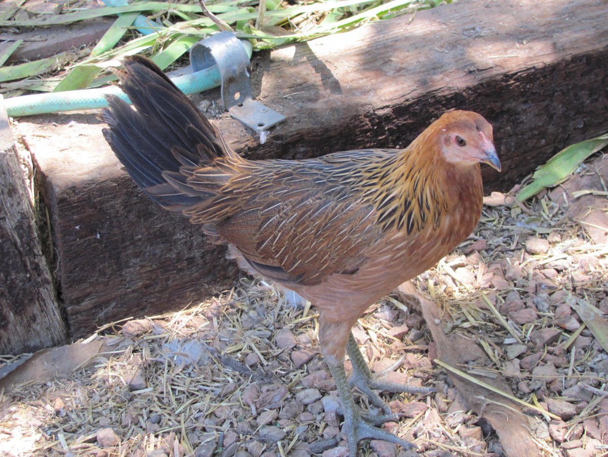 Карликовый Феникс порода кур