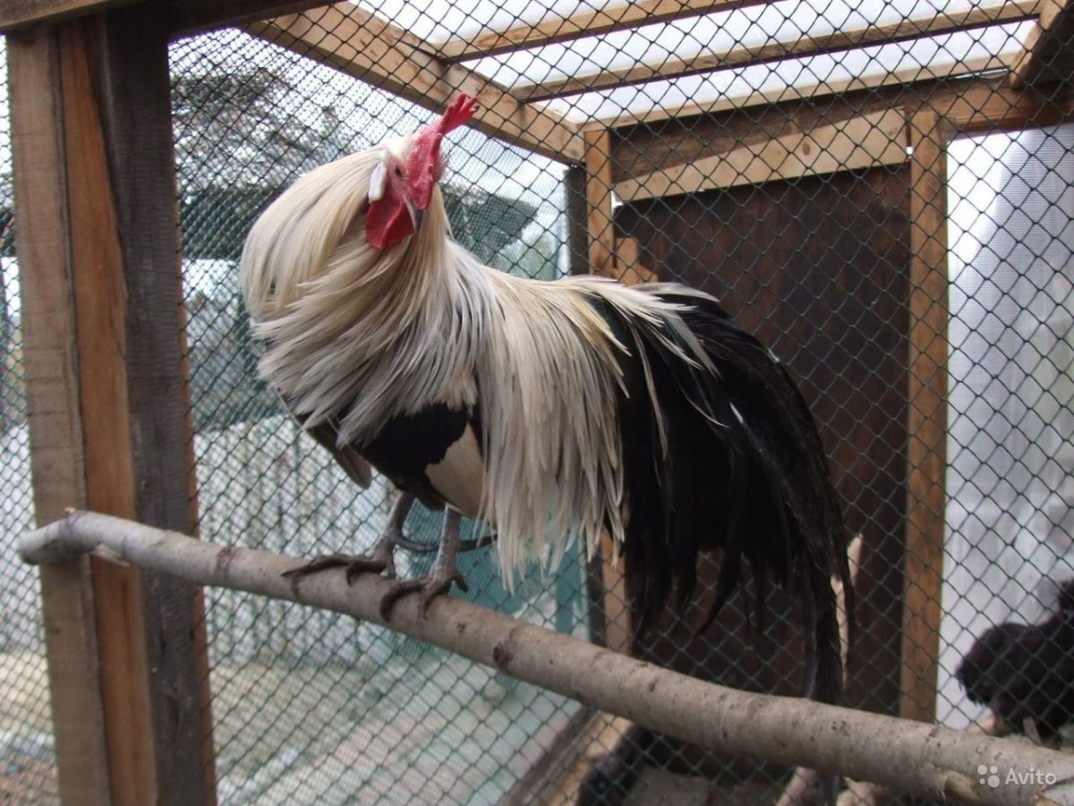 Порода кур Бентам Ява