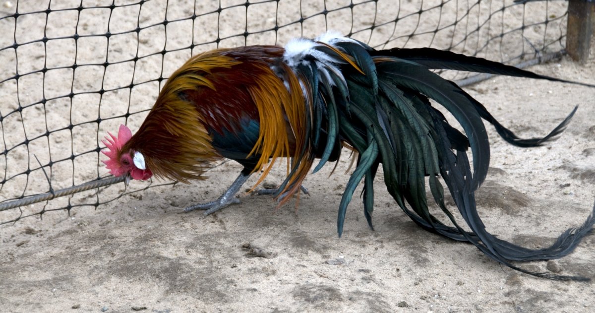 Бентамки и Сибрайт