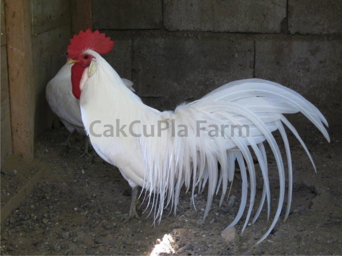 Лофура птица вертикальный размер