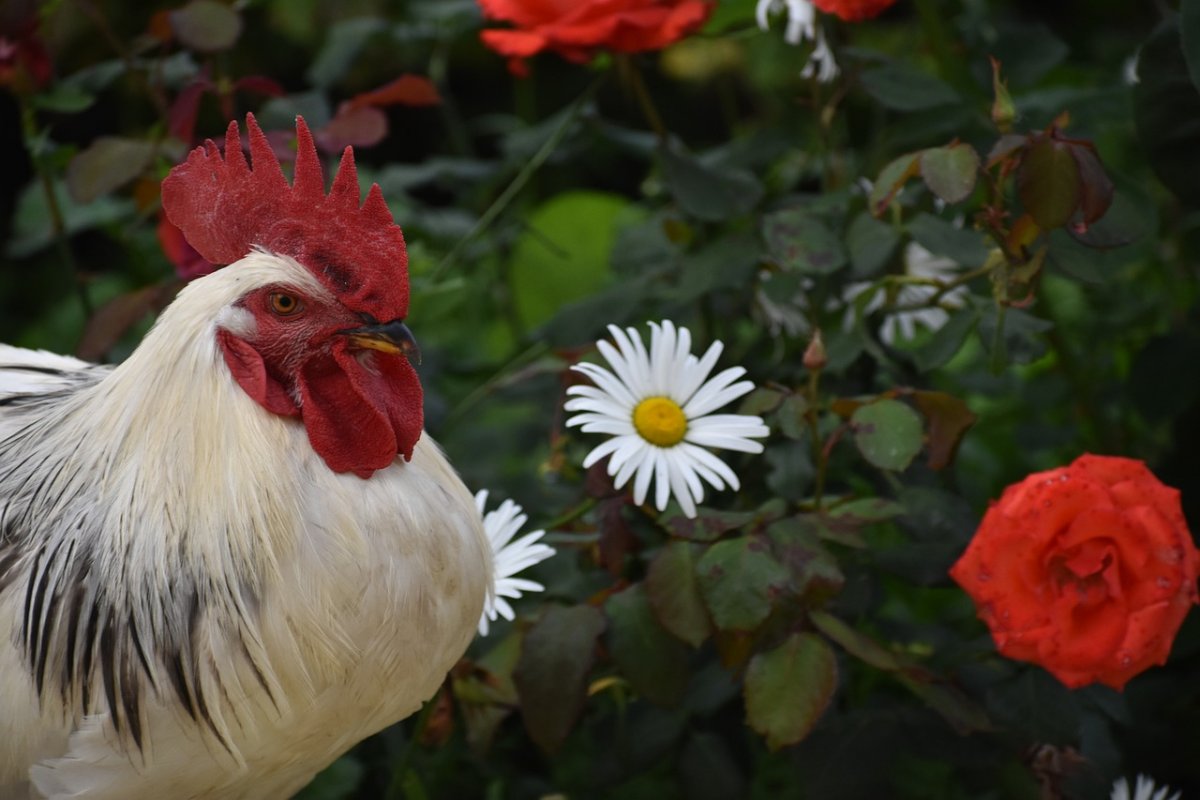 Красивый петух