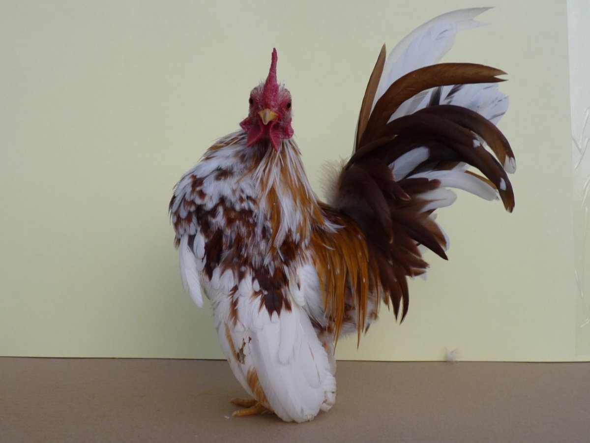 Ферма золотой петушок