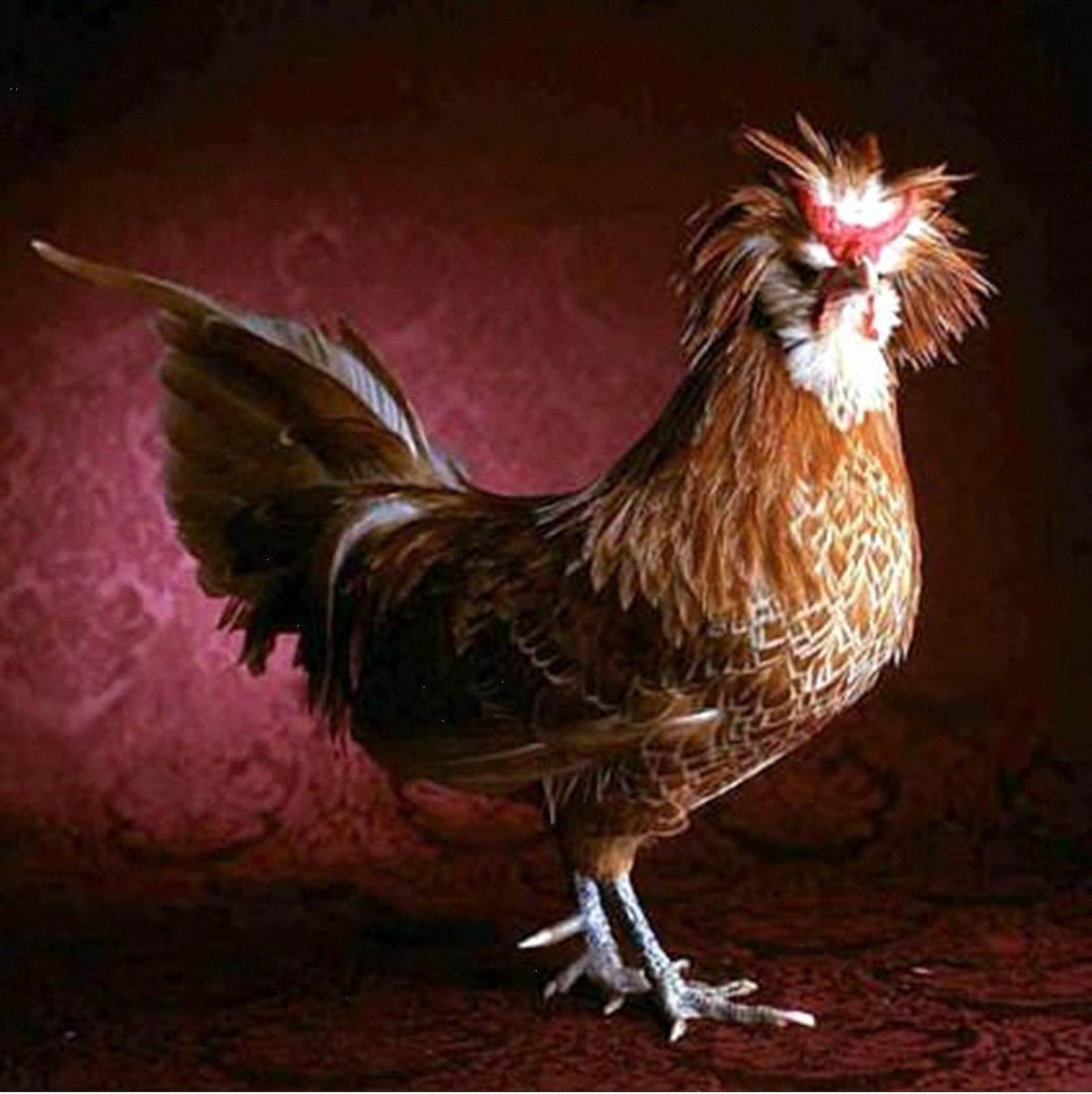 Декоративные породы кур Феникс