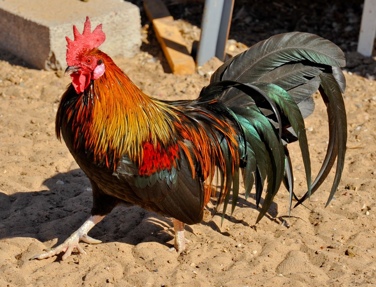 Куры породы Феникс