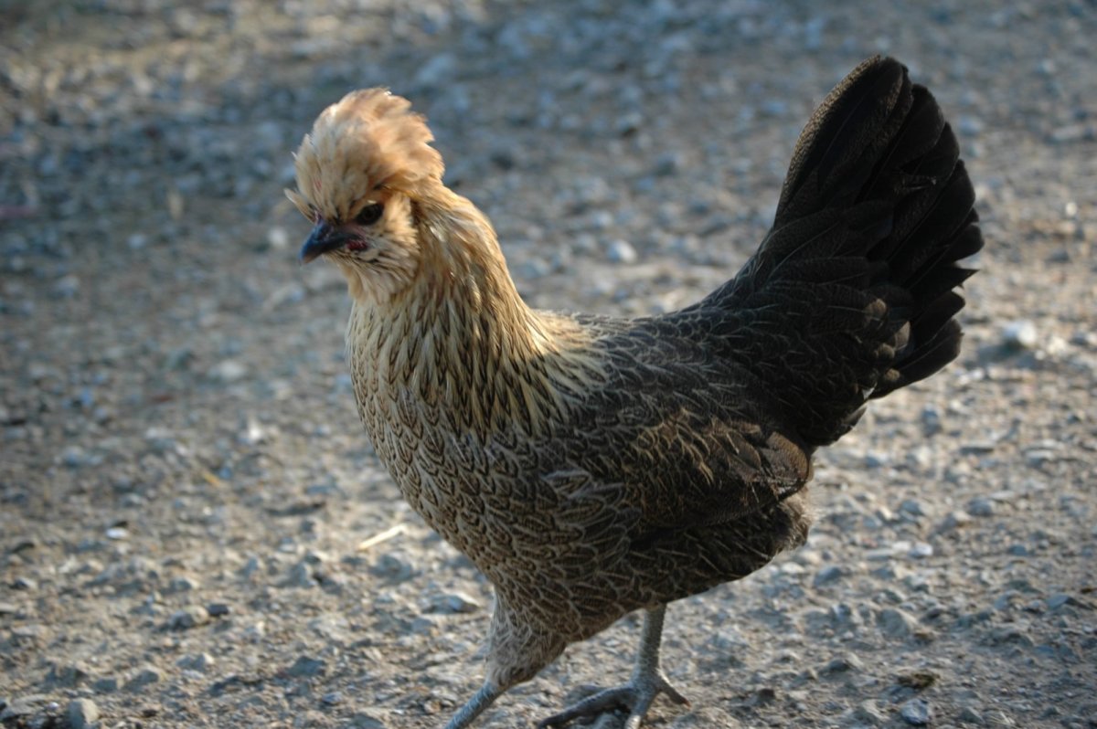 Красивый петух