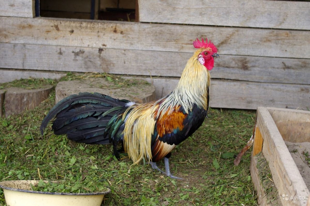 Курица Феникс на белом фоне