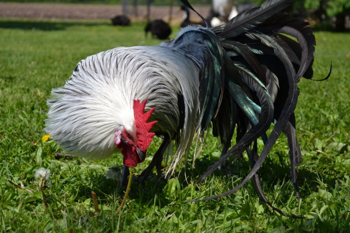 Тульская рыжеперая курица